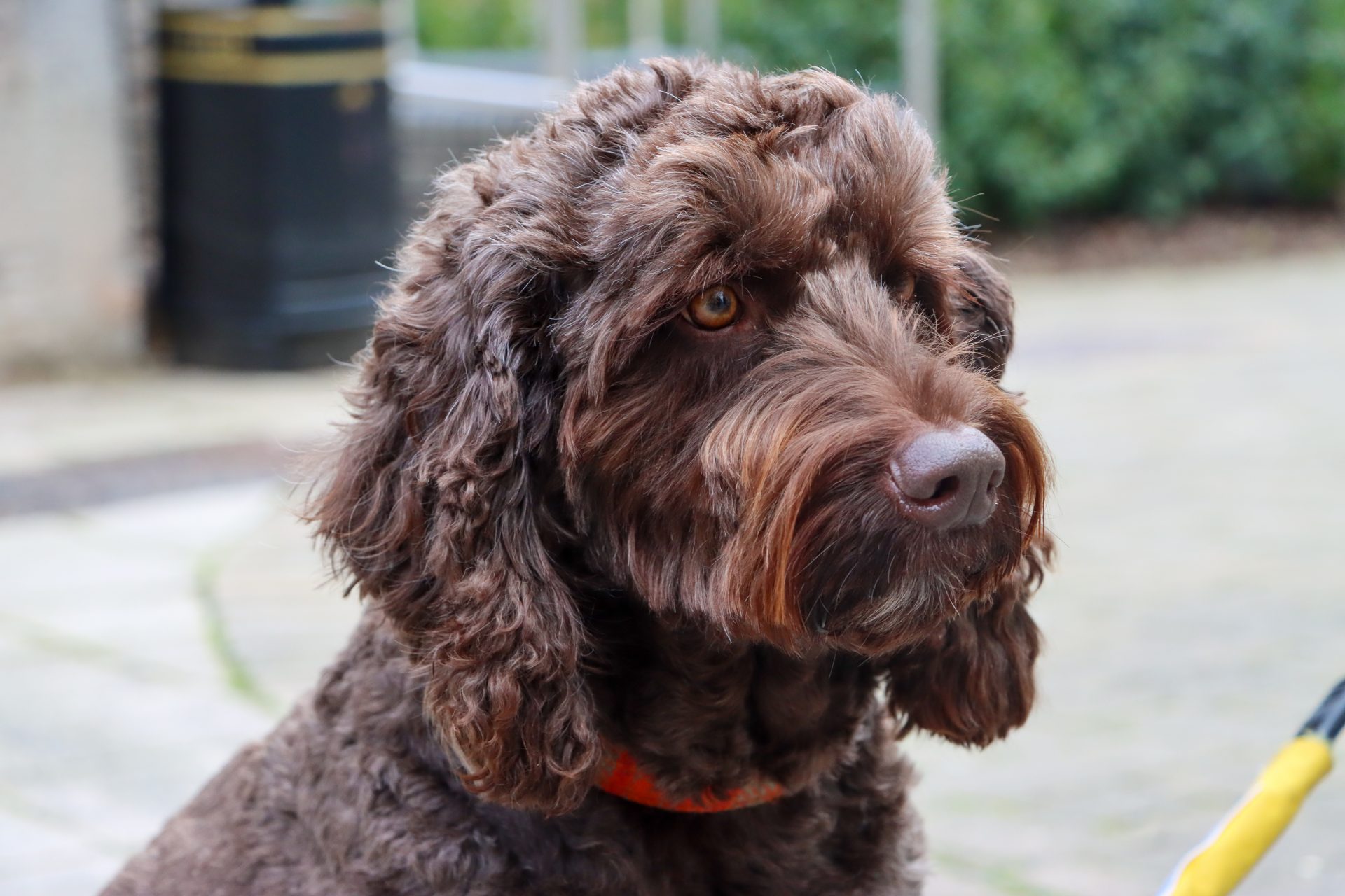 Image of Digby the Therapy Dog