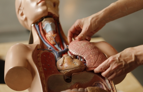 Human torso dummy with someone's hands removing the plastic lung