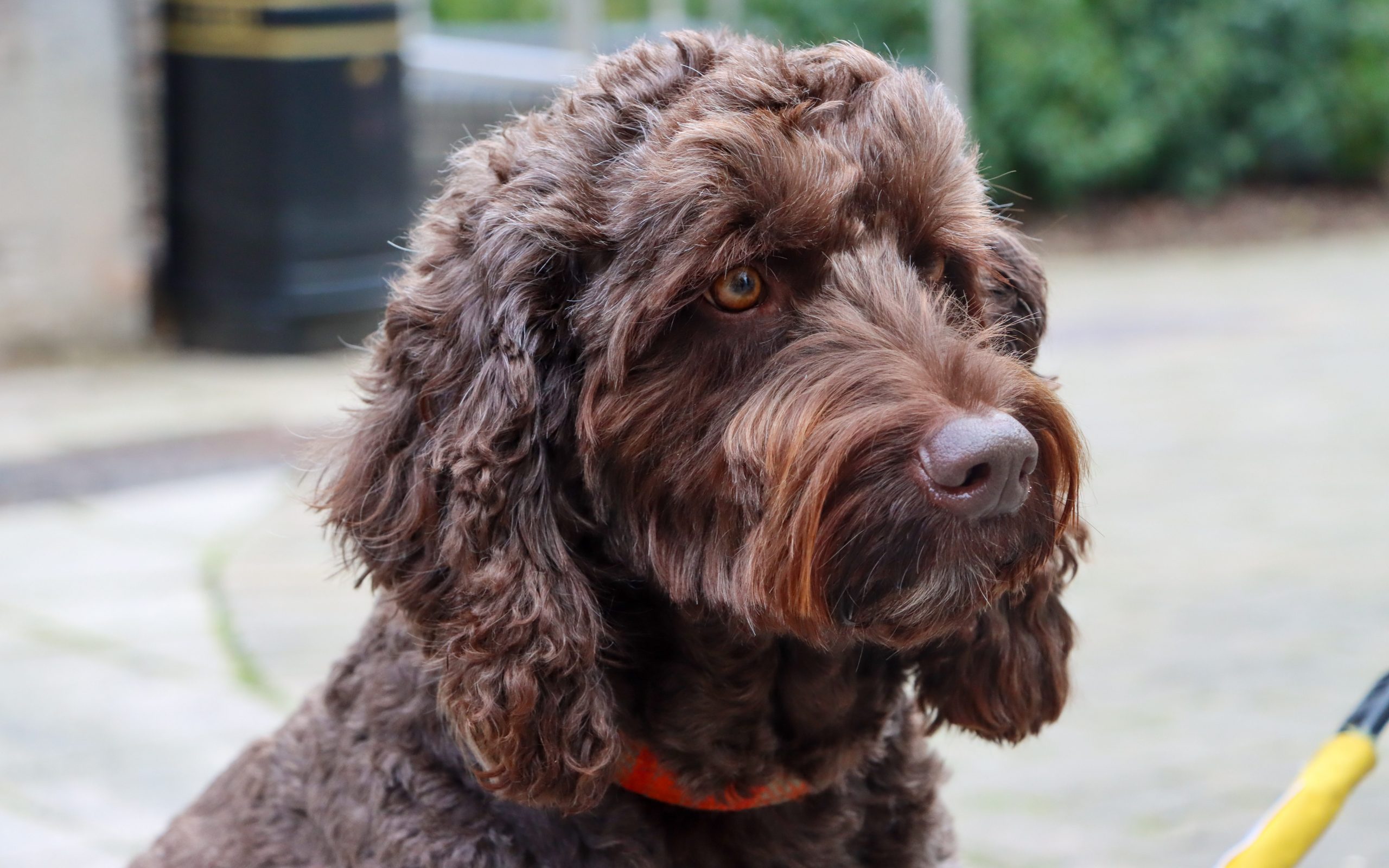 Wellbeing Therapy Dog